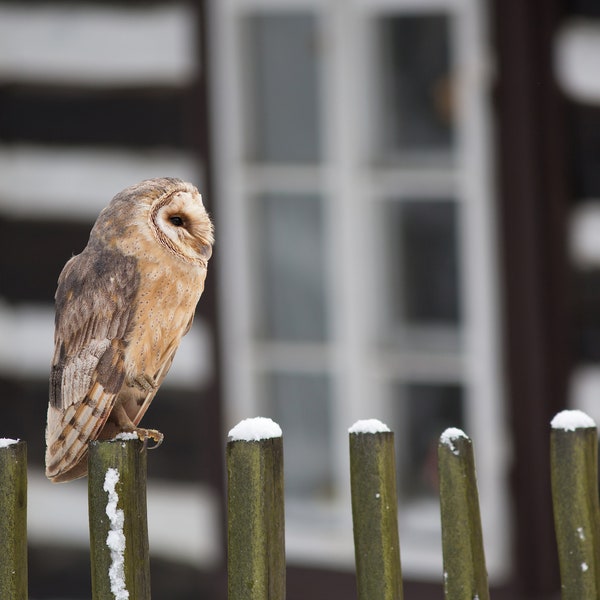 Owl on Post by Tyto Alba