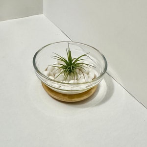 Air Plant Holder WITH Air Plant | Tabletop Air Plant Holder | Glass on Bamboo | Home Decor