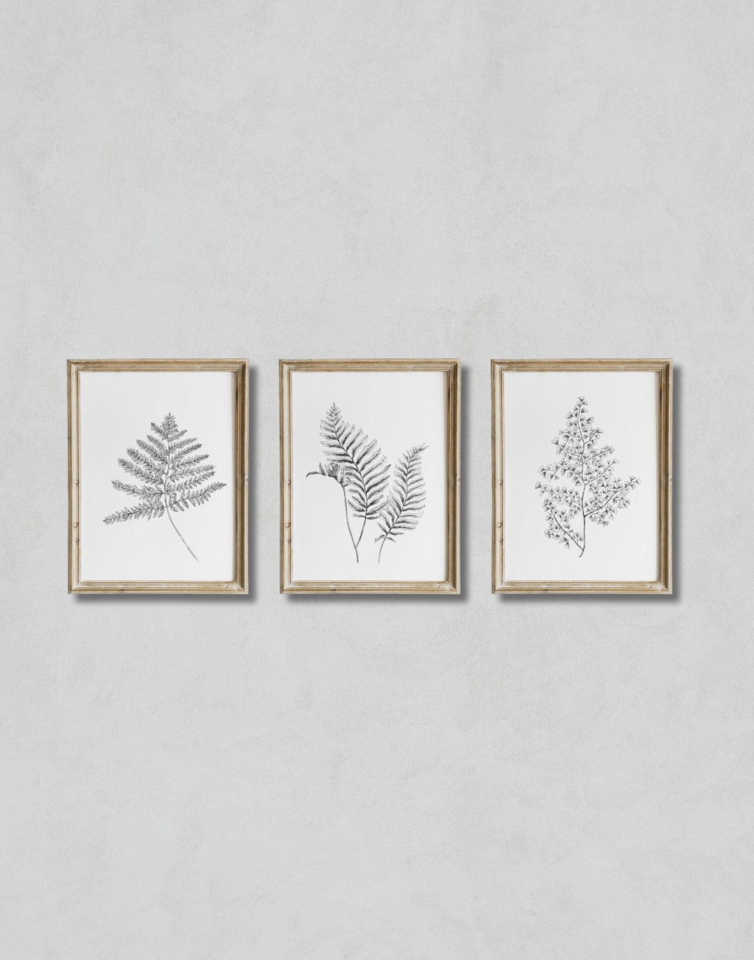 PRINTABLE Gallery Set of 3 Ferns | Nature Drawing | Botanical Sketch ...