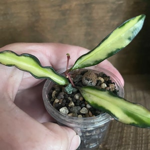 Hoya Kentiana