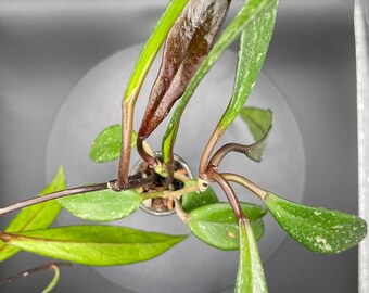 Hoya Pubicalyx