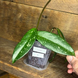 Hoya Pubicalyx Pink Silver