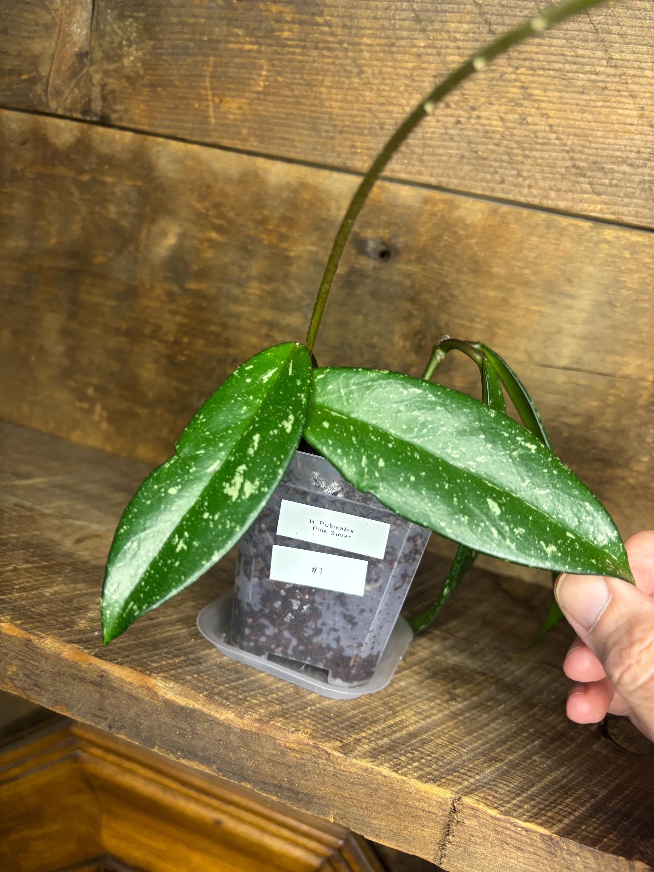 Yahoo!オークション - Hoya (127) とても綺麗なホヤ pubicalyx 'Black