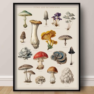 Mushroom Poster - Fungi Species Chart, Cottage Core Botanical Print, Vintage Wall Art for Nature Lovers