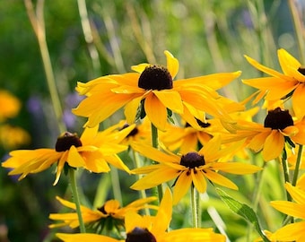 Black Eyed Susan seeds Qty 100+ - Florida Ecotype native yellow wildflower; Rudbeckia hirta
