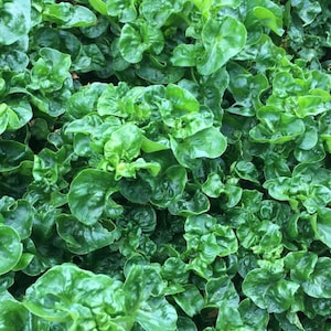 4 Brazilian Spinach cuttings - organically grown, easy to root, edible tropical spinach; Sissoo spinach, Samba lettuce, Alternanthera sissoo