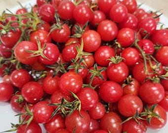 Everglades Tomato Seeds (25+ Seeds): Florida Heirloom Currant Solanum pimpinellifolium, Heat, Drought & Disease Resistant