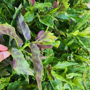 4 Okinawa Spinach cuttings - organically grown, edible tropical purple spinach; Gynura bicolor, Hong tsoi, Dawn dewa, Mollucan, handama