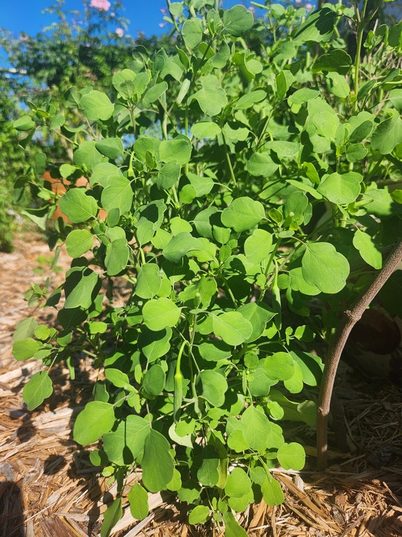 Papalo Seeds, Summer Cilantro Substitute, Organic Permaculture (25+ Seeds)