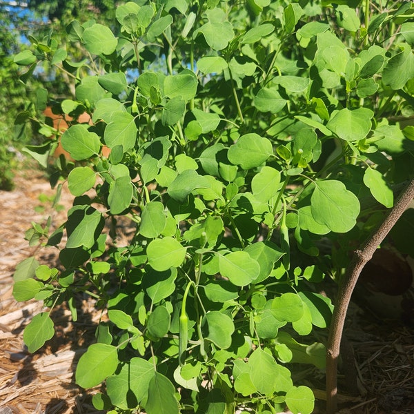 Papalo - 25+ seeds; Porophyllum Ruderale, Bolivian Coriander, Summer Cilantro, Yerba Porosa, Pápaloquelite, Quillquina Culinary Herb Seeds