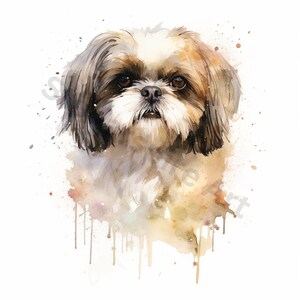 Watercolor Shih Tzu Clipart - 8 High Quality Pngs - Digital Download ...