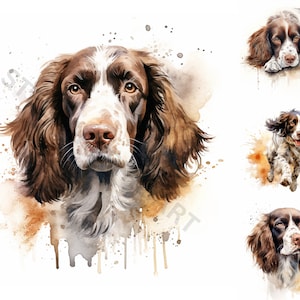 Acuarela Springer Spaniel Clipart - 8 PNG de alta calidad - Descarga digital - Para uso personal y comercial