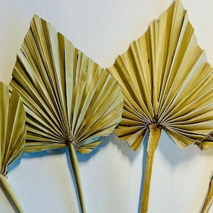 Natural Dried Palm Leaves Boho Dried Palm Fan Tropical Leaf Decor Palm Leaves Bohemian Flowers Wedding Home Office DIY Boho Decor Floral Fan
