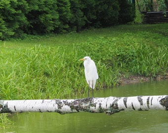 Póster Imagen de una gran cigüeña frustrada
