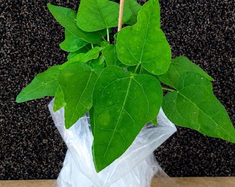 ¡Brotes de papaya Red Lady Dwarf! ¡COMPRA 4 Y LLÉVATE 2 GRATIS! Cultivados orgánicamente.