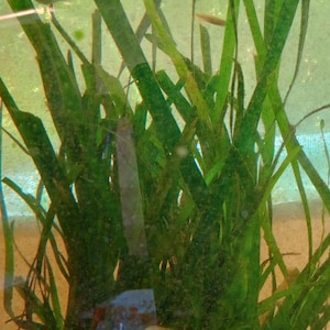 May include: A close-up of a green aquatic plant with long, thin leaves growing in a clear tank. The plant is partially submerged in water, with the top of the leaves extending above the surface.