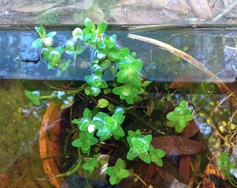 Lemon bacopa (Bacopa caroliniana)