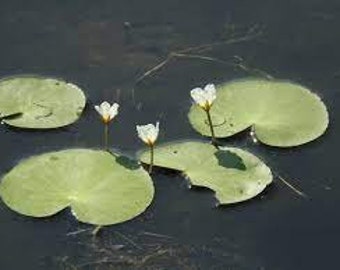 Banana lilies 2 pack (Nymphoides aquatica) native aquatic lilies