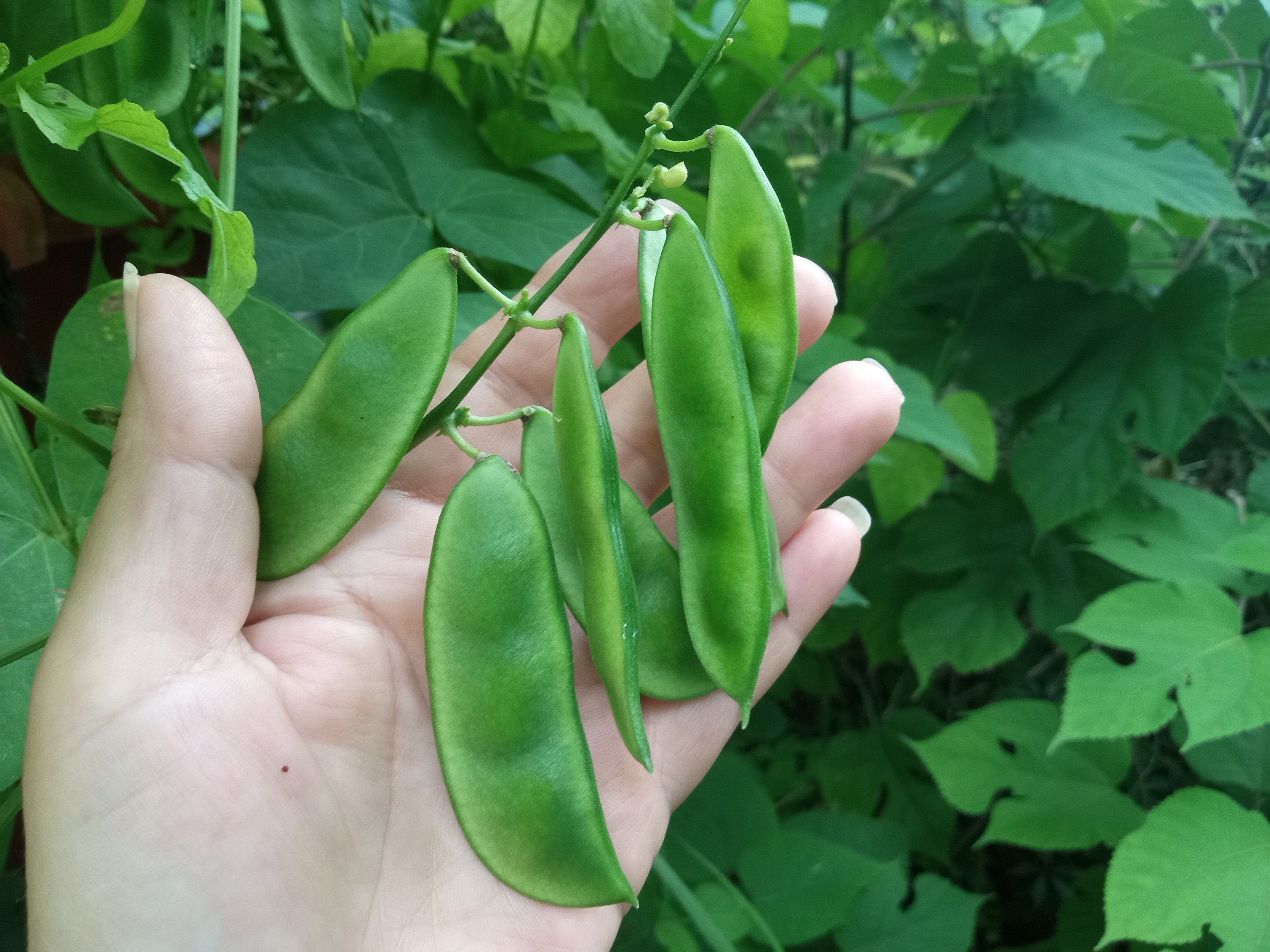 Florida Speckled Lima Bean Seeds 30 Etsy