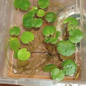 Frogbit (Lymnobium spongia), 6 live plants floating pond plants FREE PRIORITY SHIPPING