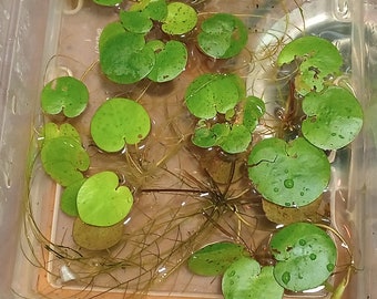 Frogbit (Lymnobium spongia), 6 live plants floating pond plants FREE PRIORITY SHIPPING