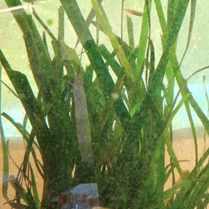 Aquarium Plant Trio: Tapegrass, Frogbit, Bladderwort - Native Aquatic Plants