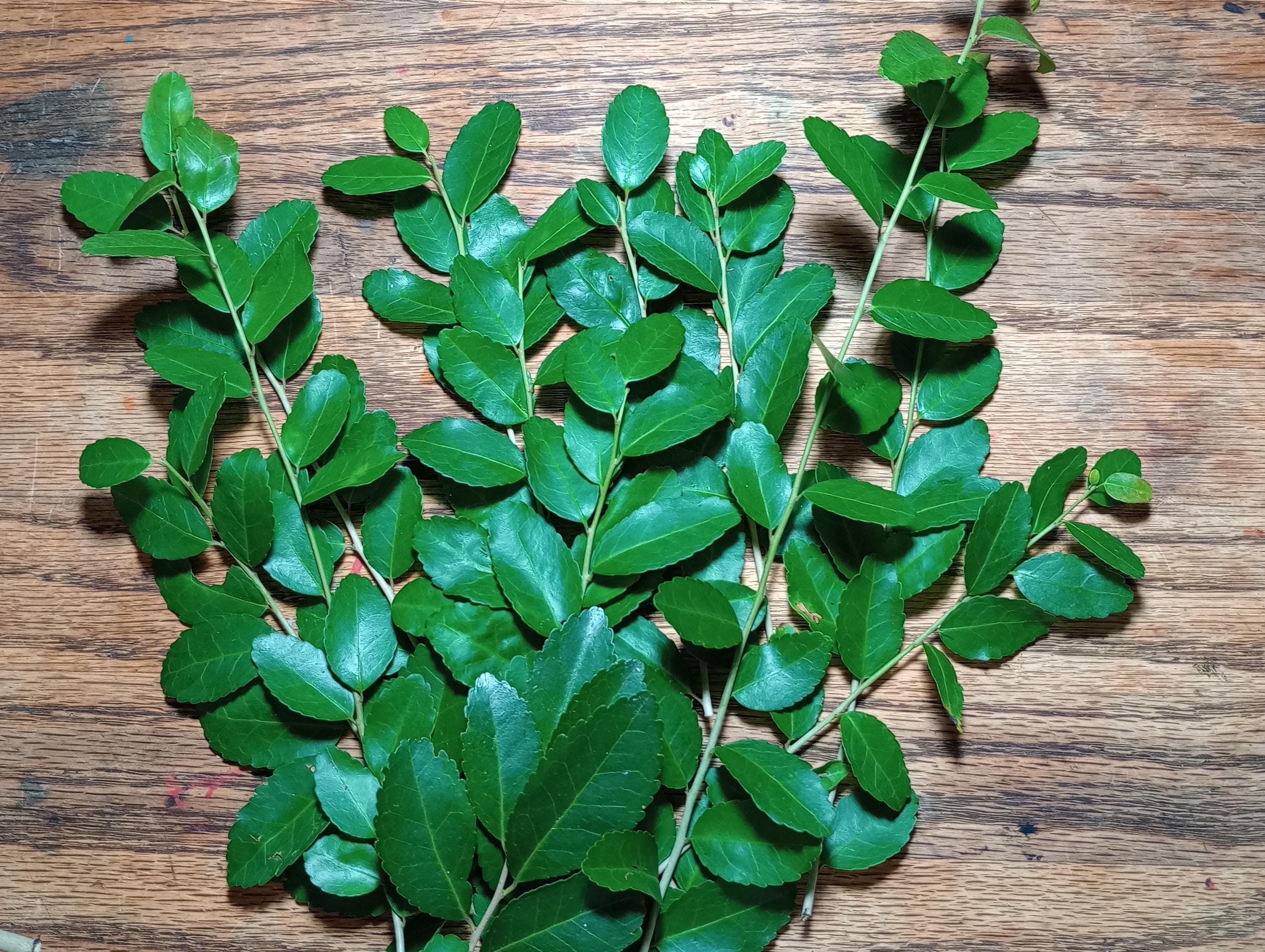 Yaupon Holly whole, loose leaf tea 1/2 oz organically grown Hand processed +FREE tea sample!