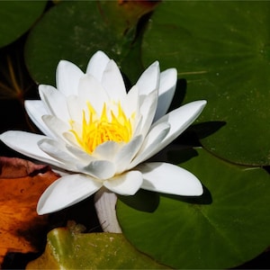 2 American water lilies (Nymphaea odorata)