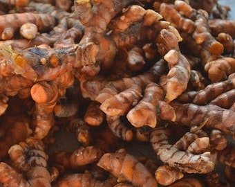 Turmeric (Curcuma longa) rhizomes - 1/2 lb