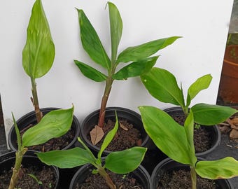 2 plantas de jengibre para champú (Zingiber zerumbet) de 15-30 cm de altura, plantas vivas y bien enraizadas.
