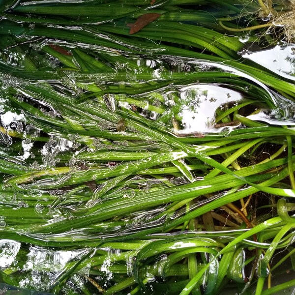 Eelgrass, (Valisneria americana) large