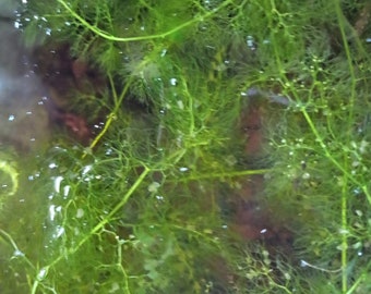 Bladderwort (Utricularia inflata) 48"+ live pond aquarium plant carnivorous aquatic plant FREE SHIPPING