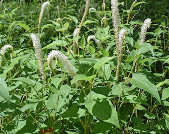Lizard tail 3 pack (Saururus cernuus) 3 live aquatic marginal pond plants FREE PRIORITY SHIPPING!