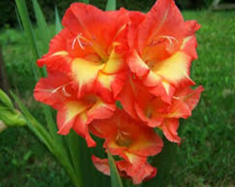 Gladiolus bulbs, 10 small bulbs, pink and yellow flowers FREE SHIPPING