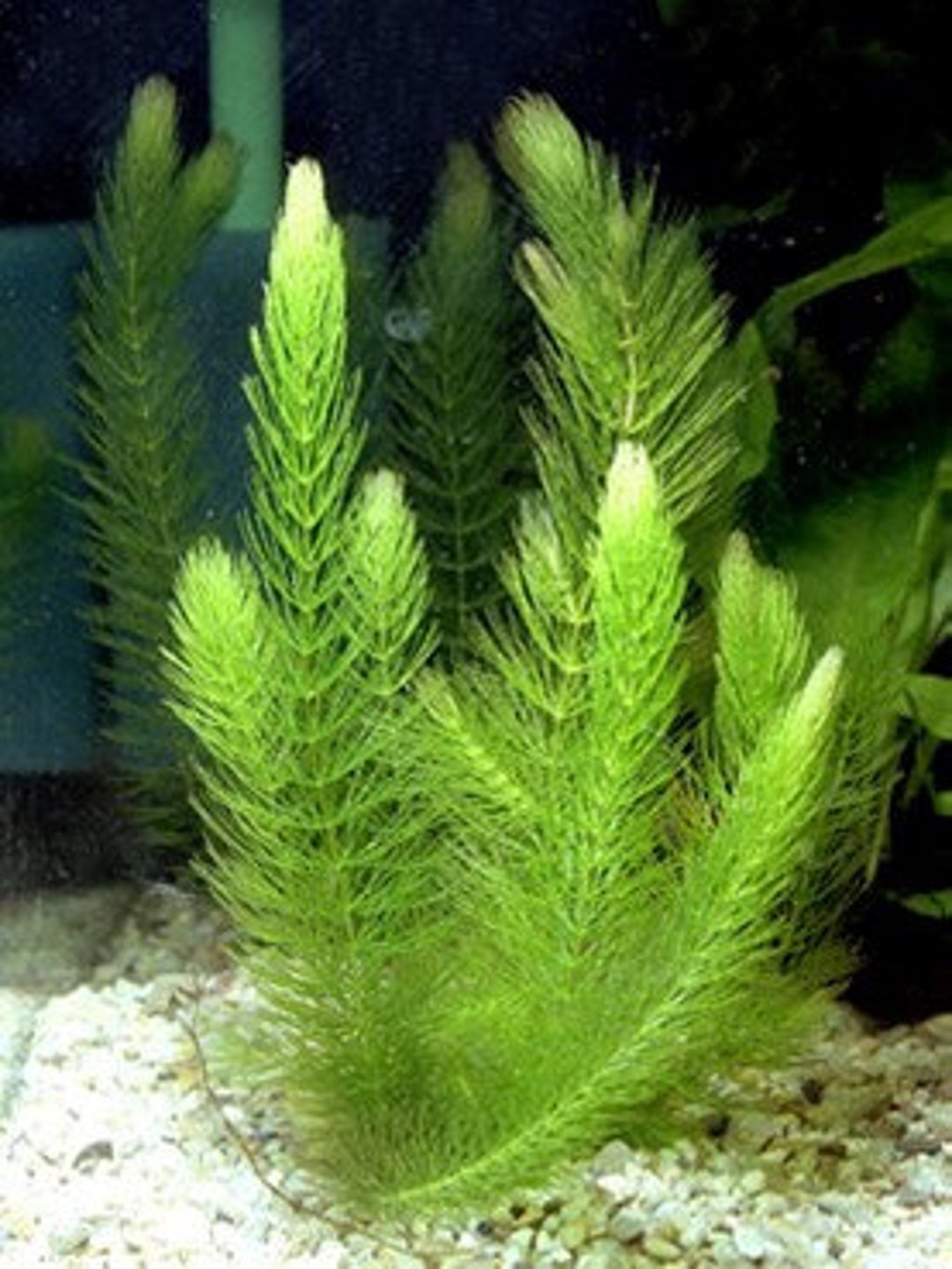 Live Fish Tank Plants Freshwater 3 Pots Of Live Hornwort Ceratophyllum Live Fish Tank Plants Freshwater 3 Pots Of Live Hornwort Ceratophyllum