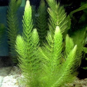Hornwort Coontail (Ceratophylum demersum) Native Live Pond Plant Large Clump 36&quot;+ FREE PRIORITY SHIPPING!
