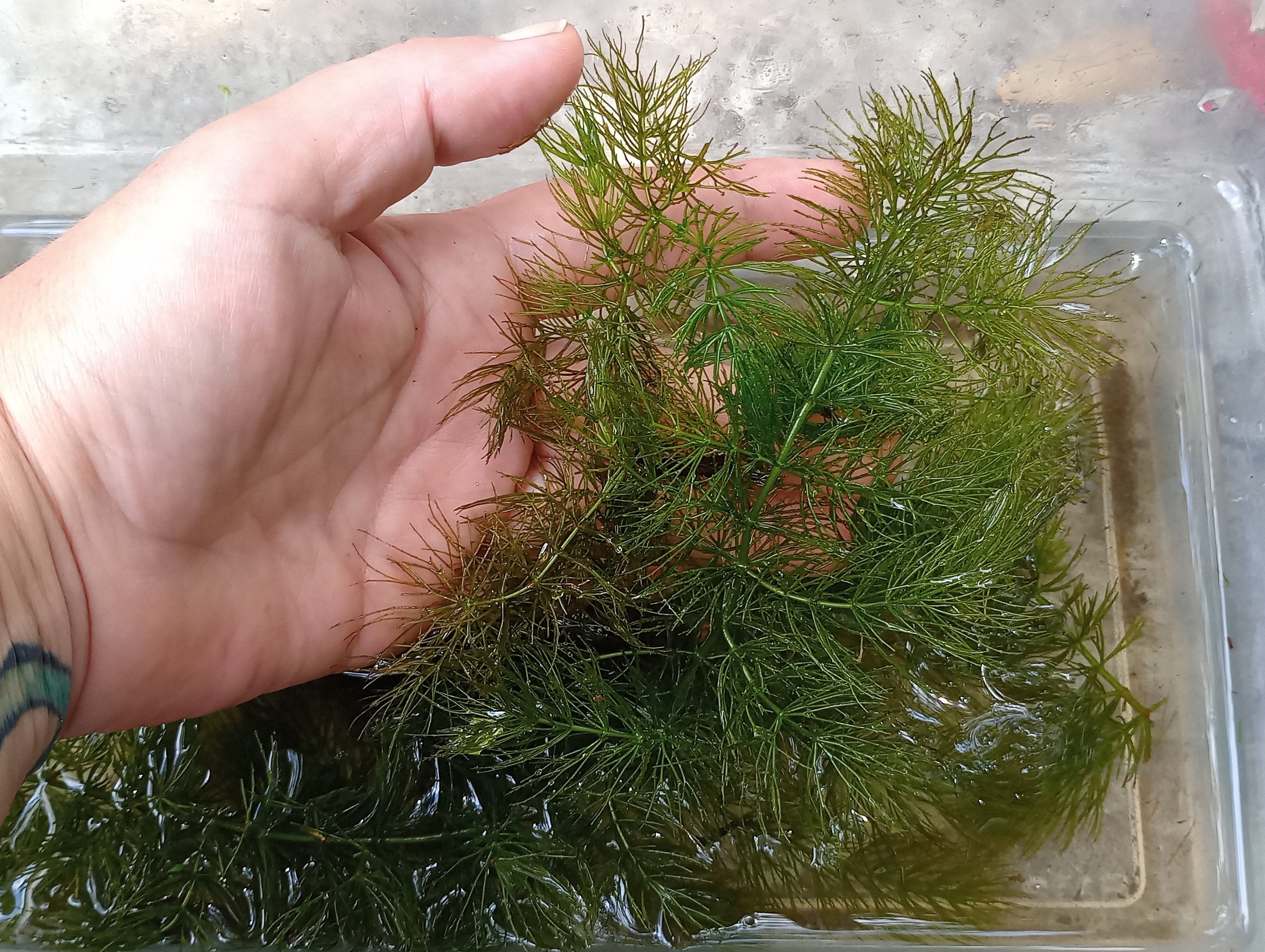Hornwort Coontail ceratophylum Demersum Native Live Pond Plant Large
