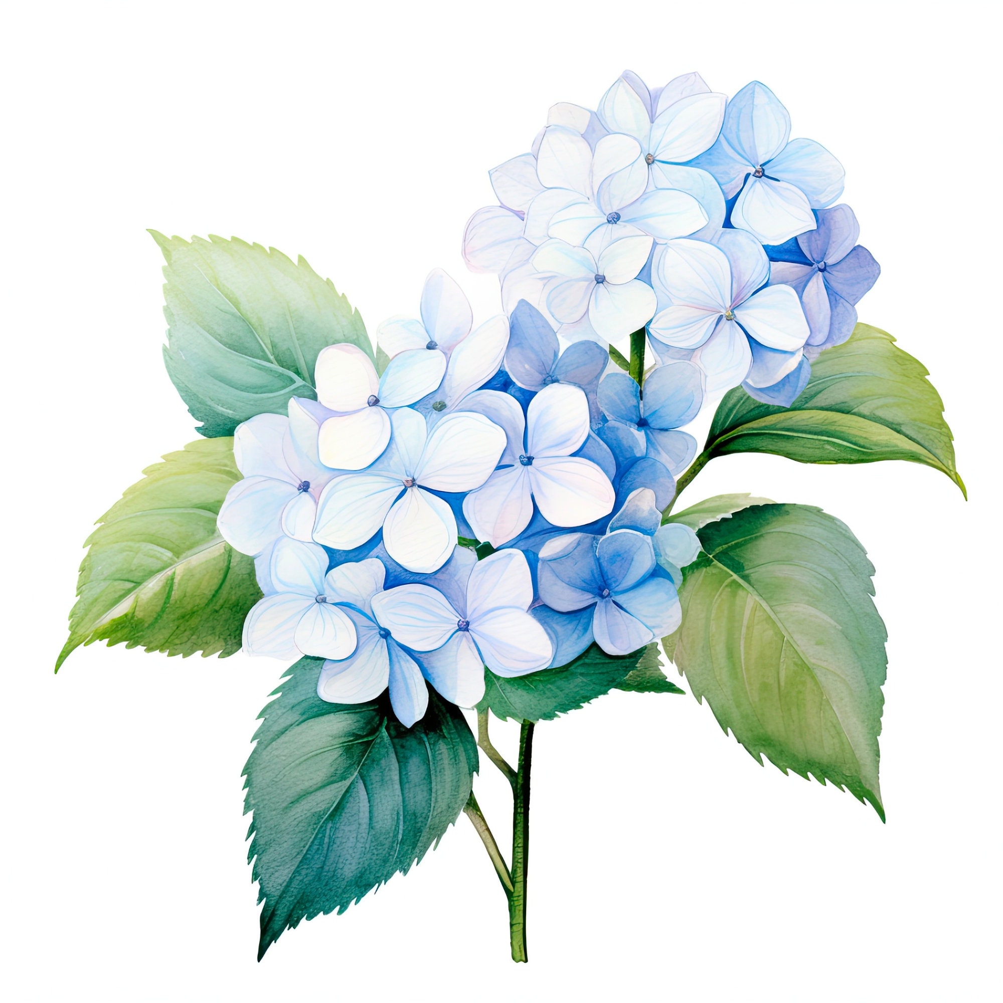 Hydrangea Clipart Bundle Blue Hydrangea, Watercolor Flowers, Wedding ...