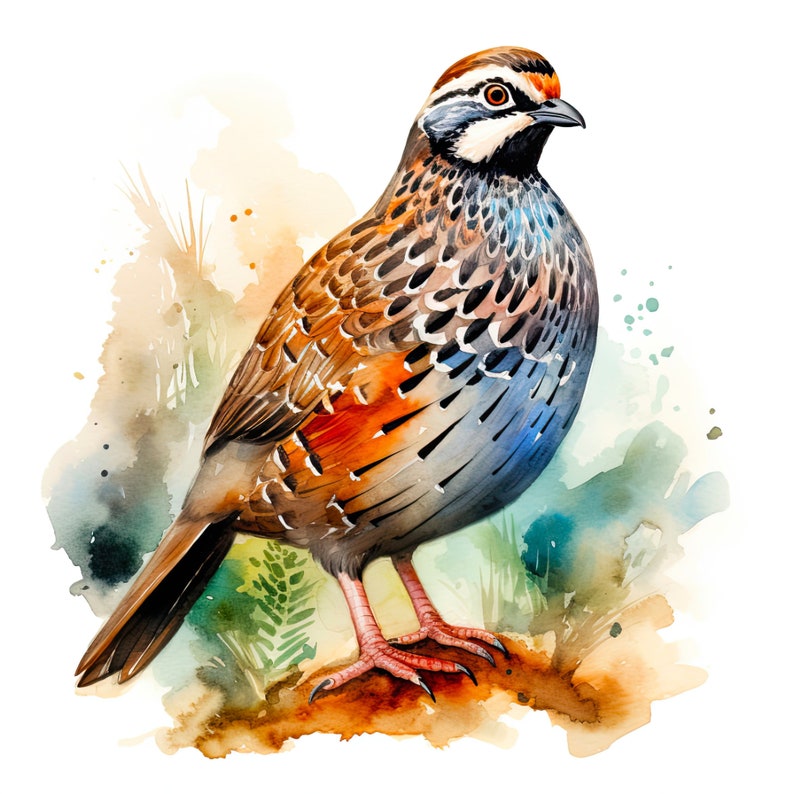 Quail Digital Rts Quail Clipart: Watercolor Quail Bird Art, Digital Download for ...