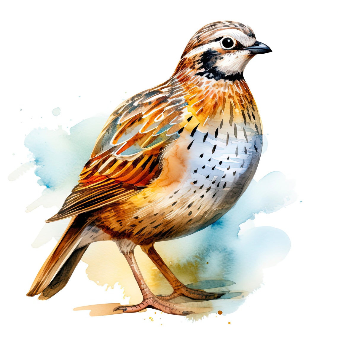Quail Digital Rts Quail Clipart: Watercolor Quail Bird Art, Digital Download for ...