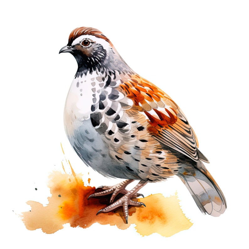 Quail Digital Rts Quail Clipart: Watercolor Quail Bird Art, Digital Download for ...