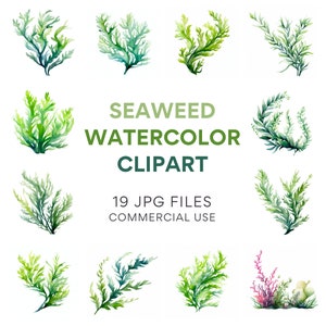 Zeewier clipart, aquarel zeewier, oceaan en koraalrif clipart, kleurrijke koraal JPG voor commercieel gebruik, onderwater oceaan achtergrond