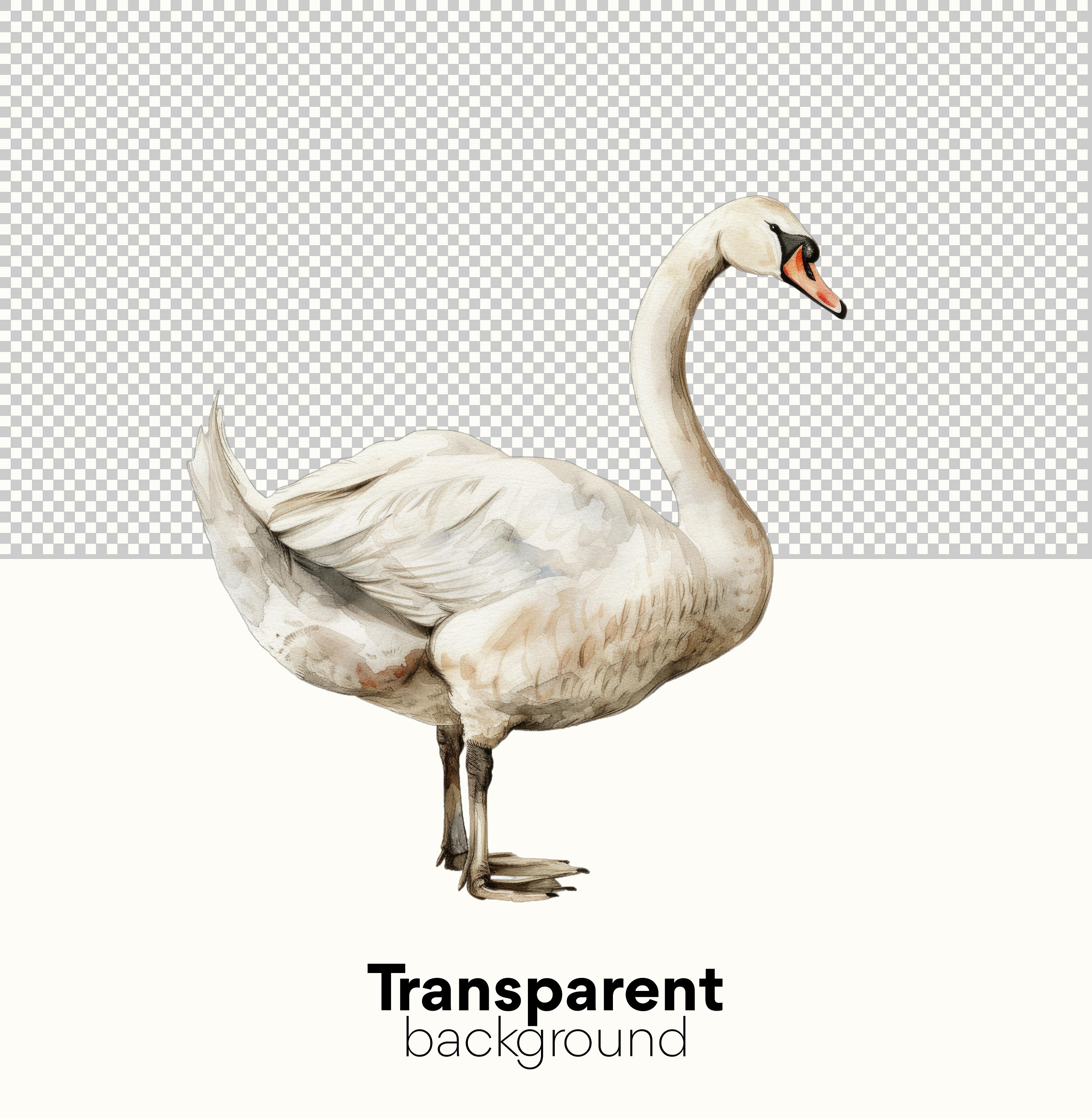 Swan Clipart Pack: Digital Download of Watercolor Swan Clipart for Wall ...