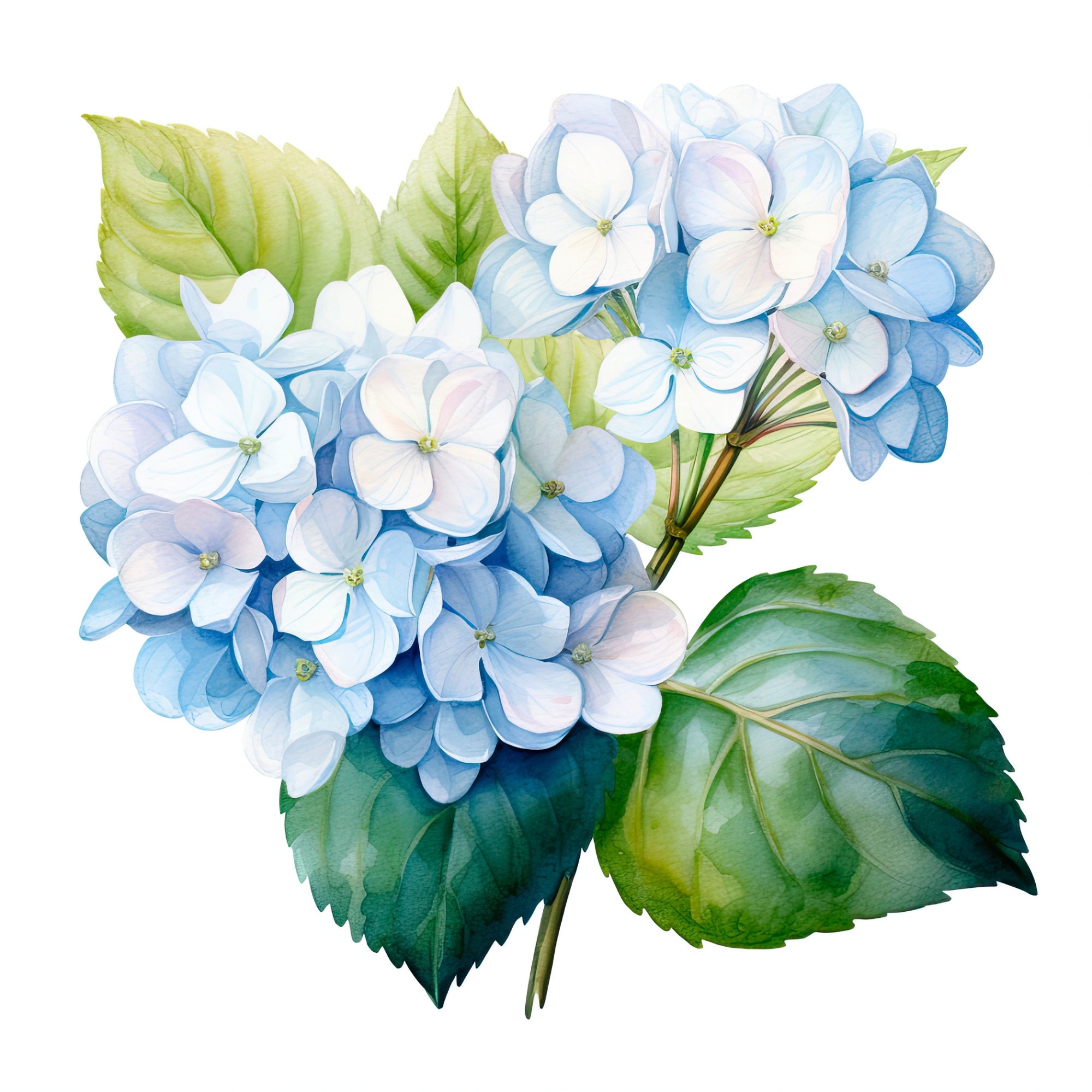 Hydrangea Clipart Bundle Blue Hydrangea, Watercolor Flowers, Wedding ...