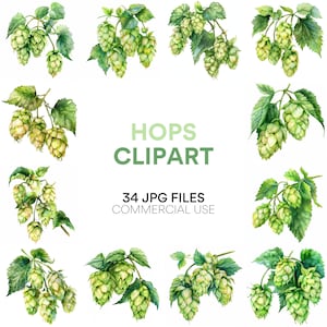 Hopfen-Clipart-Sammlung: Bierflasche, Pint, Fass, Weizen & Schaum - Aquarell Bier und Hopfen JPG-Dateien