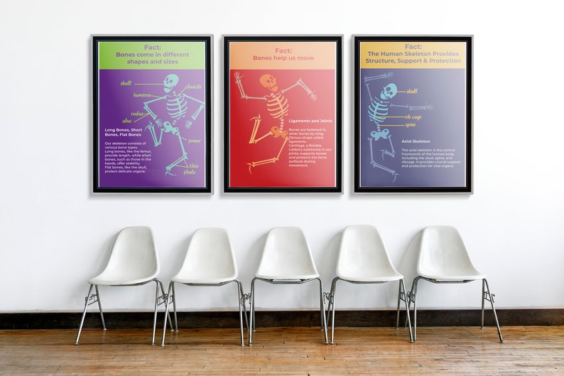 Funky Skeleton Anatomy Posters: Science Classroom Decor (digital ...