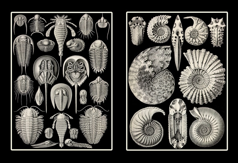 Lobe Shell Ernst Haeckel, Kunstformen Der Natur, Huge 24x36 Inch Poster Print, 16 ...