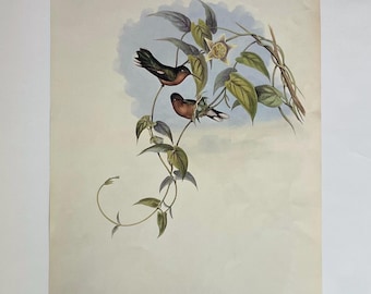 Vintage Leucippus Fallax Hummingbirds Lithograph Print 14” x 9.5”, MCM J Gould Litho Art Bird Picture