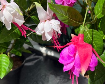 Artificial Fuchsia Bush, White/Pink and Pink/Purple flowers, 30cm in black plastic pot