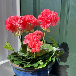 Artificial Geranium, French Pink and Red Plant